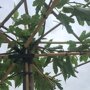 Morus alba 'Fruitless'